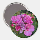 lavendel Roze Roos Magneet (Voorkant / Achterkant)