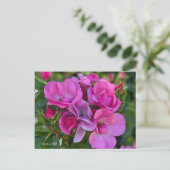 Lavendel Roze Rose Briefkaart (Staand voorkant)