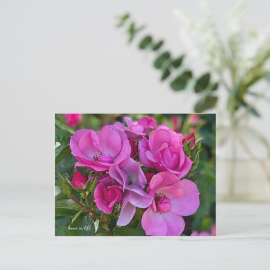 Lavendel Roze Rose Briefkaart (Staand voorkant)