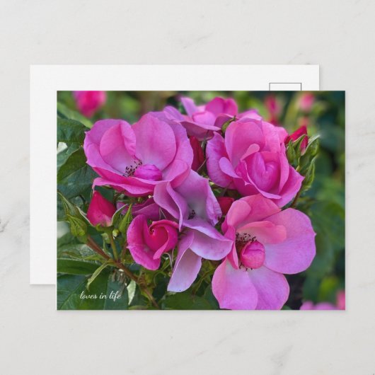 Lavendel Roze Rose Briefkaart (Voorkant / Achterkant)