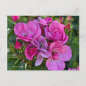 Lavendel Roze Rose Briefkaart (Voorkant)