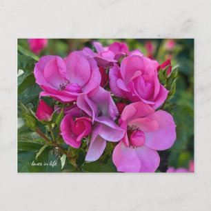 Lavendel Roze Rose Briefkaart