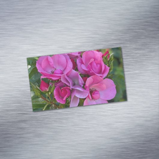 Lavendel Roze Rose Magnetisch Visitekaartje (Voorbeeld)