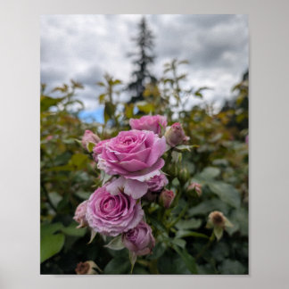 Lavendel Roze Rozen met Dramatische Bewolkte Lucht Poster