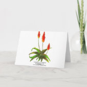 Lavendel rozen en echeverias kaart (Achterkant)