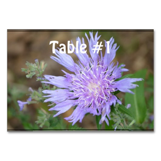 lavendel scabiosa kaart (Voorkant)