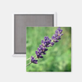 Lavendel Steel Foto Magneet (Voorkant / Achterkant)
