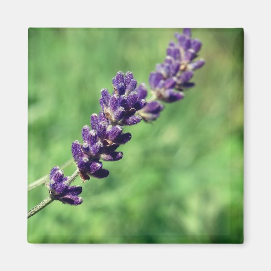 Lavendel Steel Foto Magneet (Voorkant)