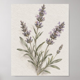 Lavendel Steel Oude Botanische Schets 07 Poster