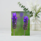 lavendel stengels briefkaart (Staand voorkant)