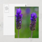 lavendel stengels briefkaart (Voorkant / Achterkant)