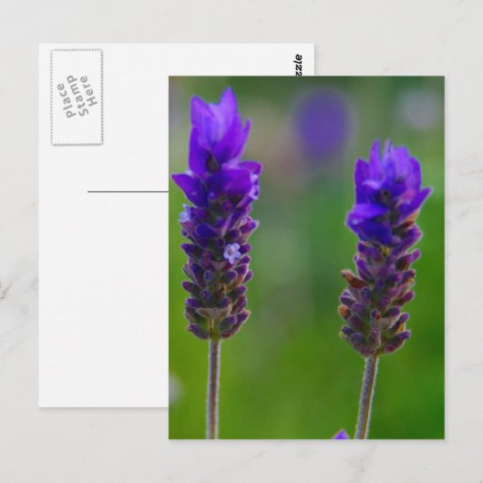 lavendel stengels briefkaart (Voorkant / Achterkant)
