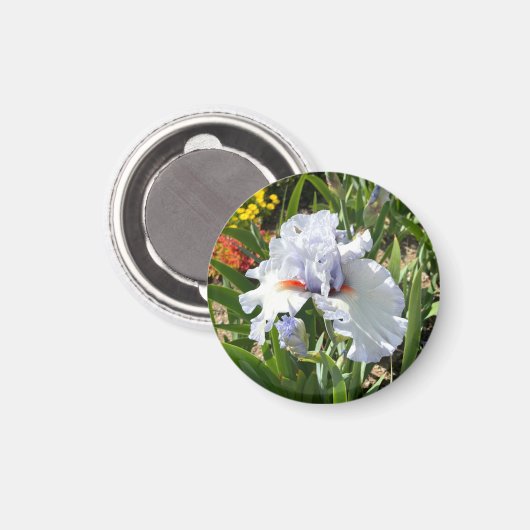 Lavendel Tall Bearded Iris Magnet (Voorkant / Achterkant)