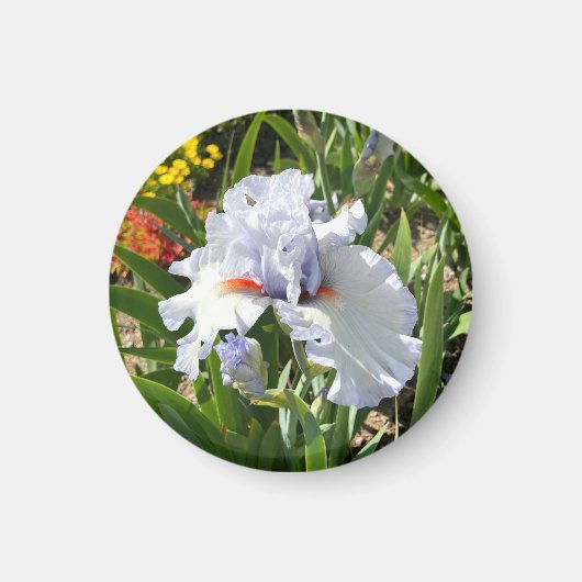 Lavendel Tall Bearded Iris Magnet (Voorkant)
