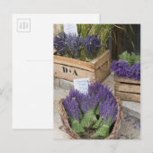 Lavendel te koop, Provence, Frankrijk Briefkaart (Voorkant / Achterkant)
