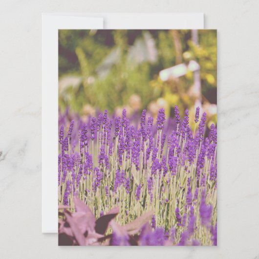 Lavendel Tuin Fotoprente (Voorkant)