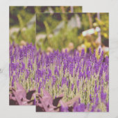 Lavendel Tuin Fotoprente (Voorkant / Achterkant)