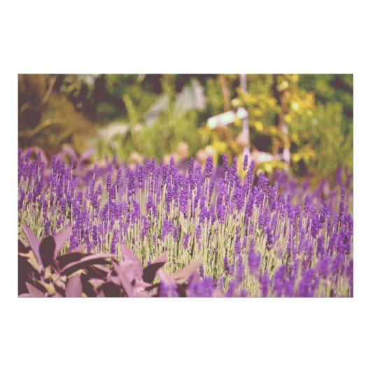 Lavendel Tuin Fotoprente Foto Afdruk (Voorkant)