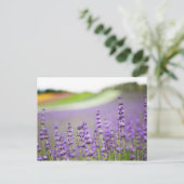 Lavendel VI Briefkaart (Staand voorkant)