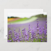 Lavendel VI Briefkaart (Voorkant / Achterkant)