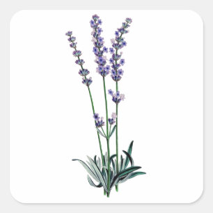 Lavendel Vierkante Sticker