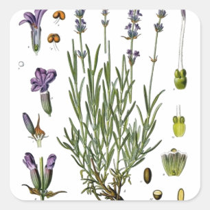Lavendel Vierkante Sticker