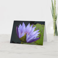 Lavendel Waterlelie