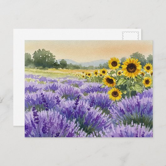 Lavendel Zonnebloem Veld Zomer Provence Briefkaart (Voorkant / Achterkant)