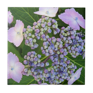 Lavendelkant Pet Hydrangea Bloom Tegel Tegeltje