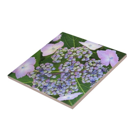 Lavendelkant Pet Hydrangea Bloom Tegel Tegeltje (Zijkant)