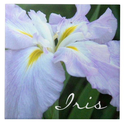 Lavendelkleurige iris (foto) tegeltje (Voorkant)