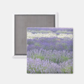 Lavendelmagneet Magneet (Voorkant / Achterkant)
