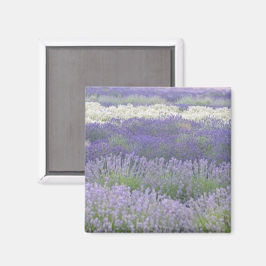 Lavendelmagneet Magneet (Voorkant / Achterkant)