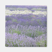 Lavendelmagneet Magneet (Voorkant)