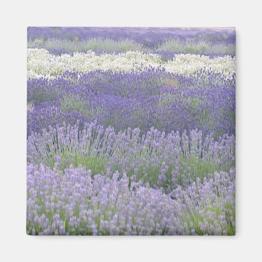 Lavendelmagneet Magneet (Voorkant)