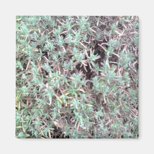 lavendelmagneet magneet (Voorkant)