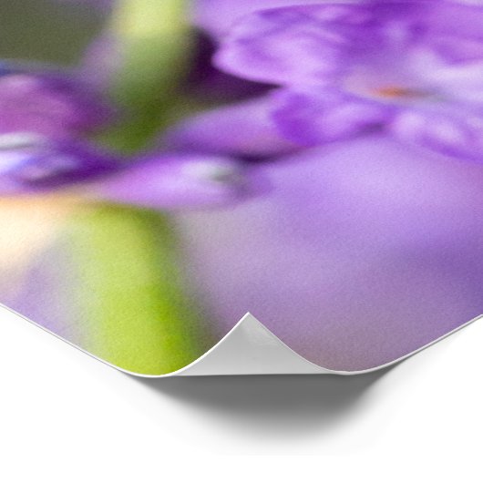 Lavendelnaam Poster (Hoek)