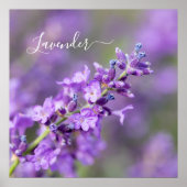 Lavendelnaam Poster (Voorkant)