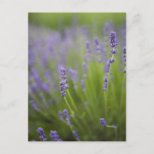 Lavendelplanten 2 briefkaart