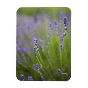 Lavendelplanten 2 magneet