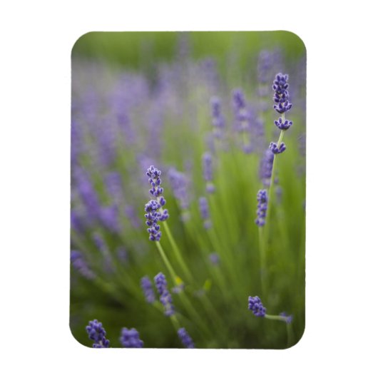 Lavendelplanten 2 magneet (Verticaal)