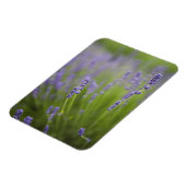 Lavendelplanten 2 magneet (Linkerzijde)