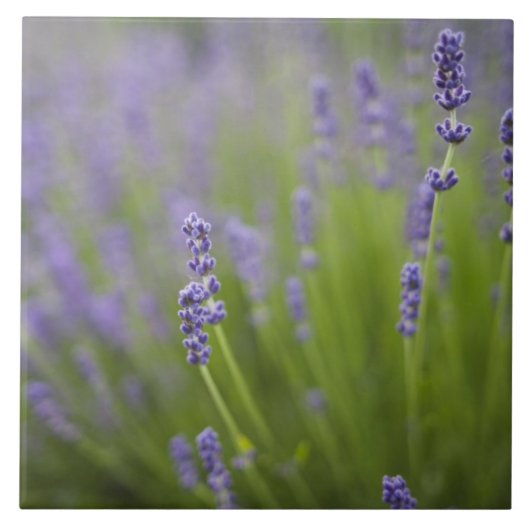 Lavendelplanten 2 tegeltje (Voorkant)