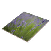 Lavendelplanten 2 tegeltje (Zijkant)