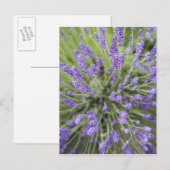 Lavendelplanten Briefkaart (Voorkant / Achterkant)