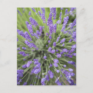 Lavendelplanten Briefkaart