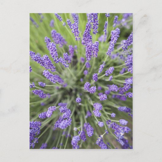 Lavendelplanten Briefkaart (Voorkant)