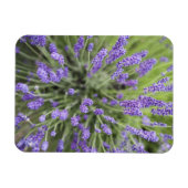 Lavendelplanten Magneet (Horizontaal)