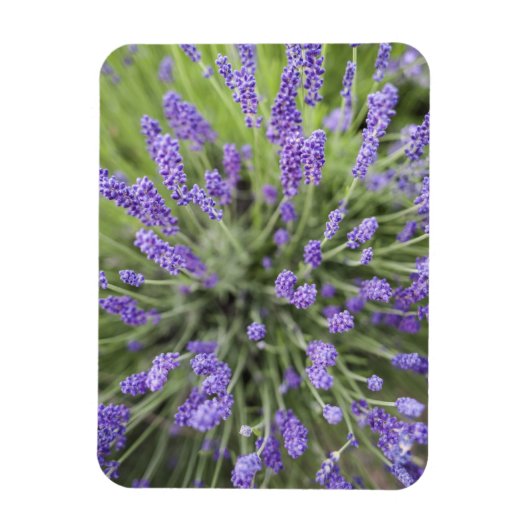 Lavendelplanten Magneet (Verticaal)
