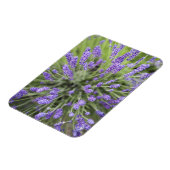 Lavendelplanten Magneet (Linkerzijde)